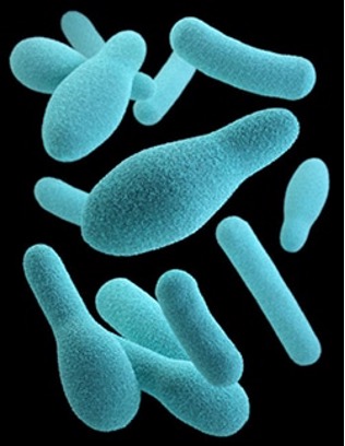 Clostridium botulinum