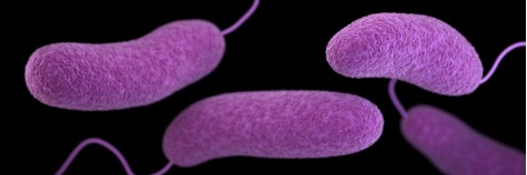 Vibrio vulnificus