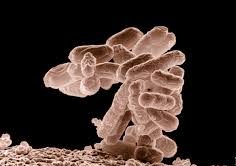 Understanding the Concepts and Differences Between Microbial Group, Genus, Species, and Strain
