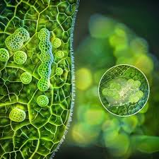 Influencing Factors of Plant Cell Suspension Culture