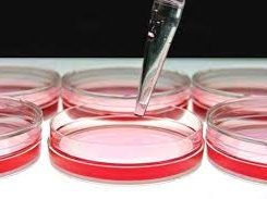 Understanding Color Changes in Cell Culture Media