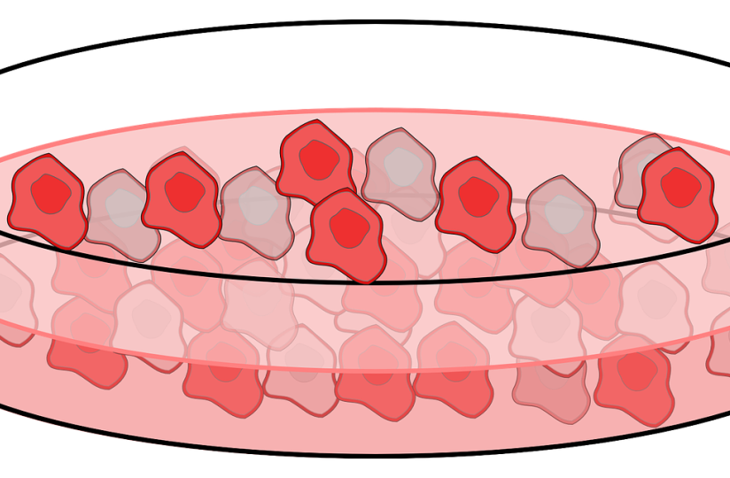 Phenol Red Indicator in Cell Culture