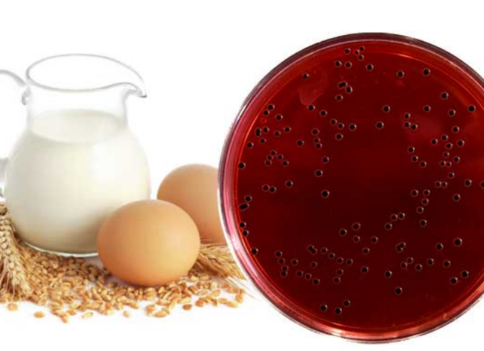 Key Control Points for Salmonella Detection in the Laboratory