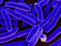 Preparation of Competent E. coli Cells and Plasmid Transformation